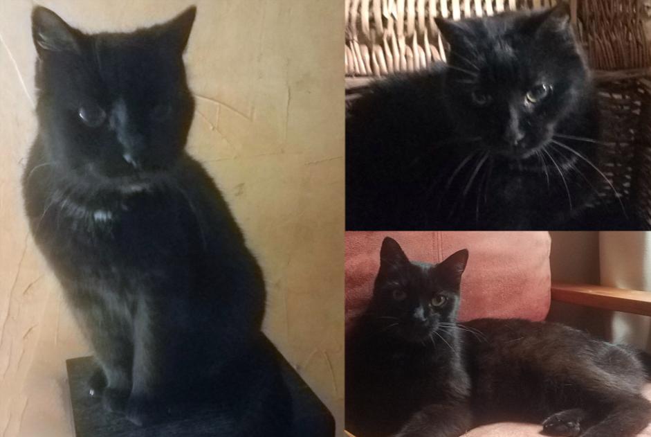 Avviso scomparsa Gatto Femmina , 16 anni Marigny-en-Orxois Francia